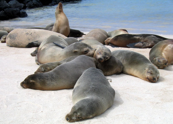 The Galapagos Islands